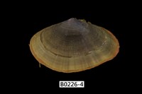 藏品(小紫雲蛤)的圖片